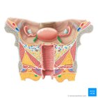 Round ligament of uterus