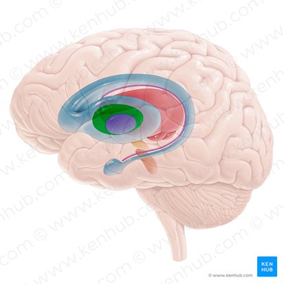 Globo pálido lateral (Globus pallidus lateralis); Imagem: Paul Kim