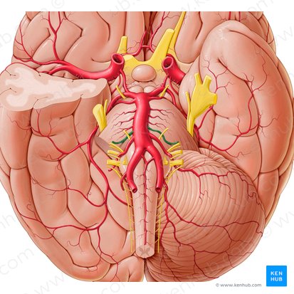 Labyrinthine artery (Arteria labyrinthi); Image: Paul Kim