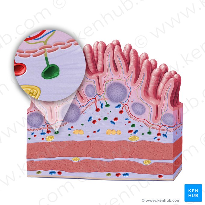 Vas lymphaticum submucosae (Submuköses Lymphgefäß); Bild: Paul Kim