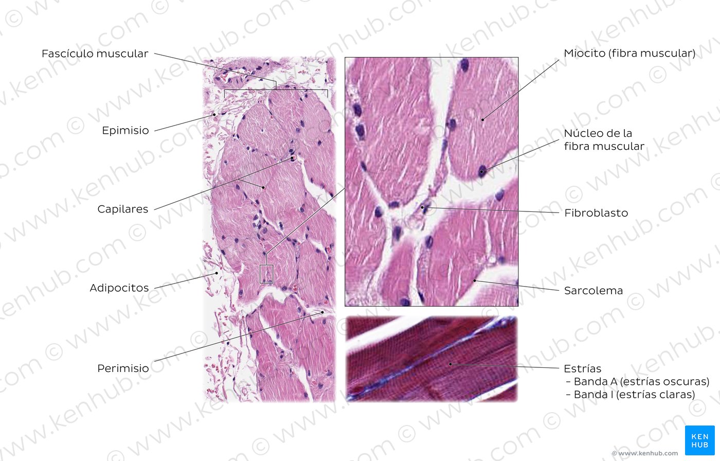 apoyo espalda póngase en fila histologia tejido muscular esqueletico ...