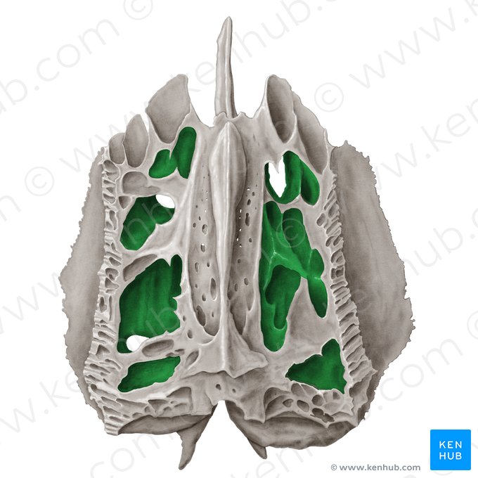 Células etmoidais (Cellulae ethmoidales); Imagem: Samantha Zimmerman