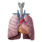 Lymphatics of the lungs