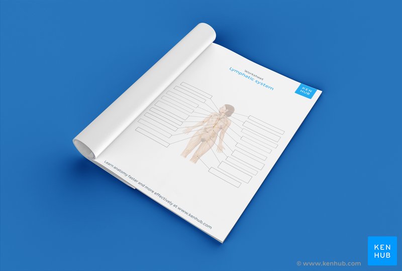 Lymphatic system labeling worksheet (Download below!)