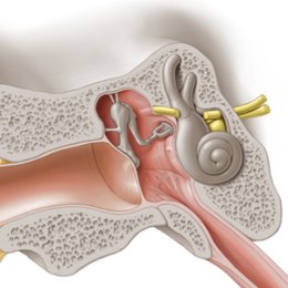Oreille moyenne
