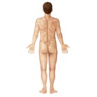 Regiões do corpo