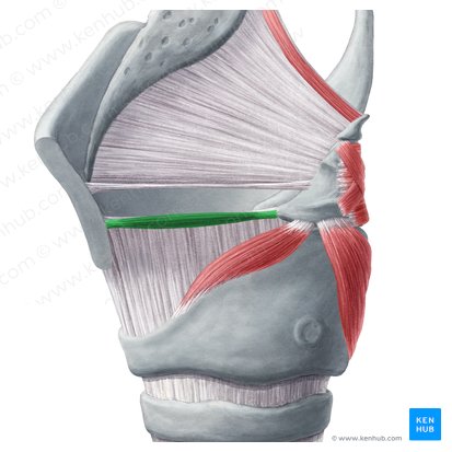 Músculo vocal (Musculus vocalis); Imagem: Yousun Koh