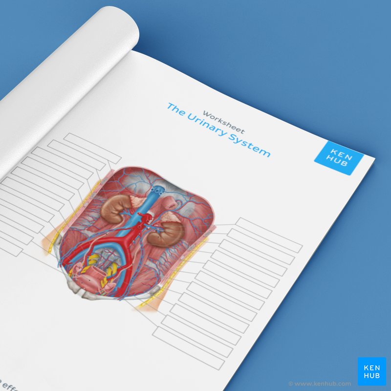 Urinary system quizzes and labeled diagrams | Kenhub