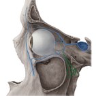 Pterygoid venous plexus