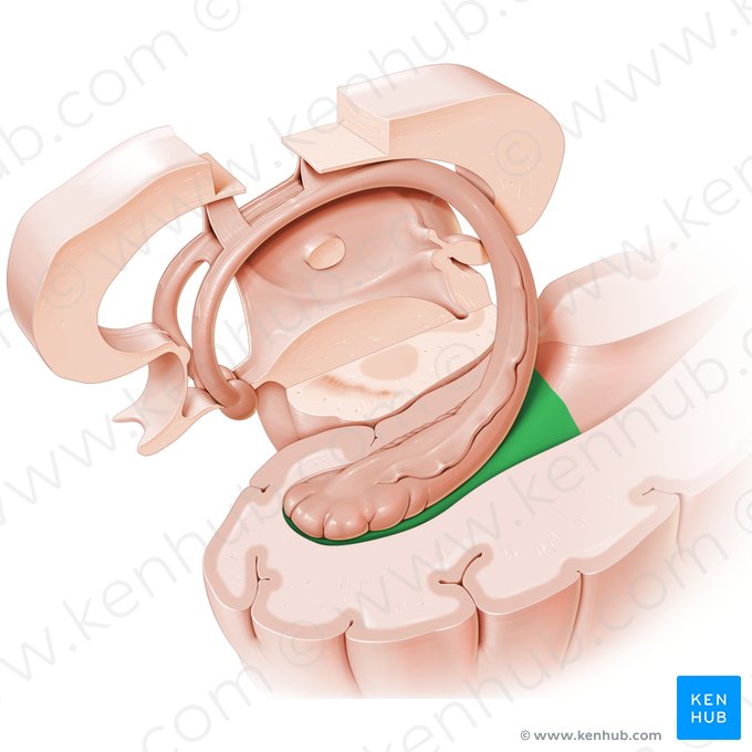 Cornu temporale ventriculi lateralis (Schläfenhorn des Seitenventrikels); Bild: Paul Kim