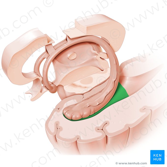 Temporal horn of lateral ventricle (Cornu temporale ventriculi lateralis); Image: Paul Kim