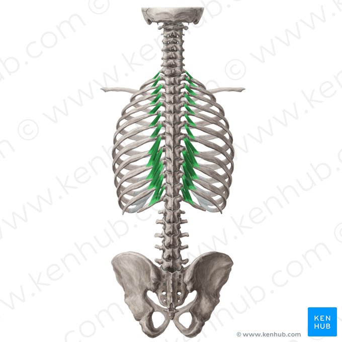 Músculos levantadores das costelas (Musculi levatores costarum); Imagem: Yousun Koh