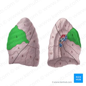 Segmento anterior do pulmão esquerdo (Segmentum anterius pulmonis sinistri); Imagem: Paul Kim