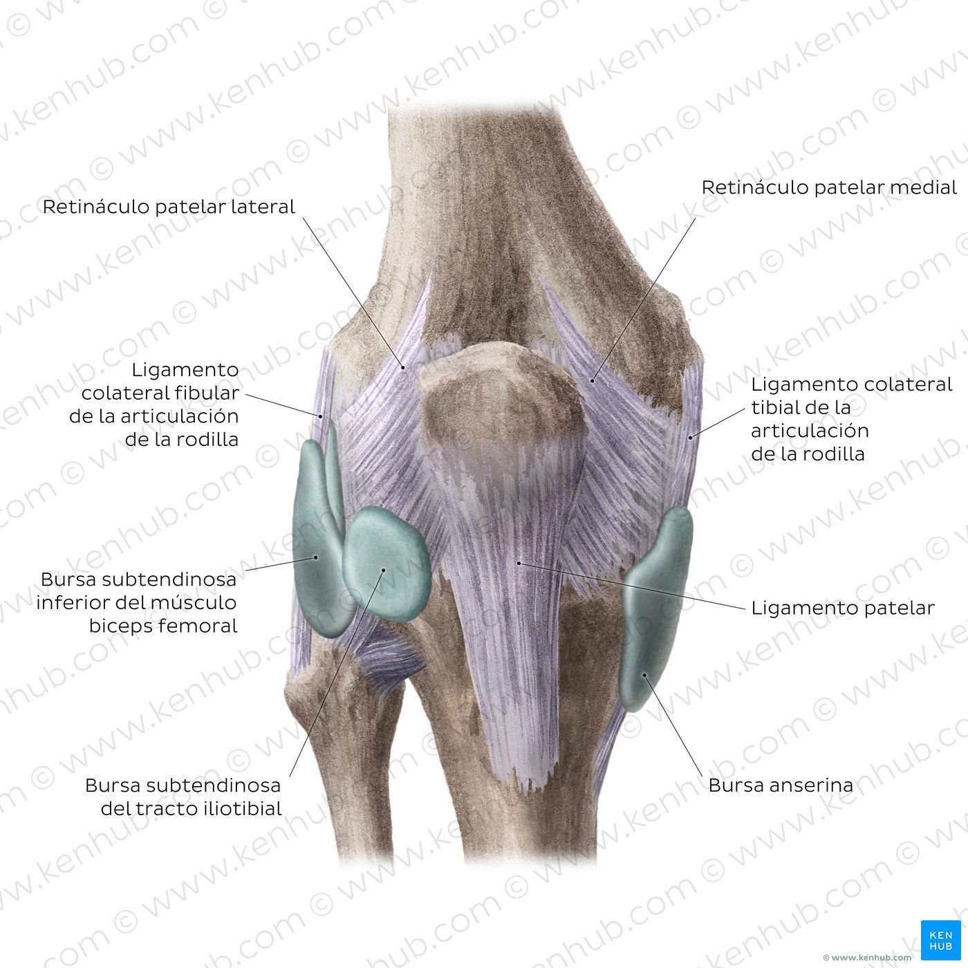 Articulación de la rodilla: Bursas y ligamentos extracapsulares (vista anterior)