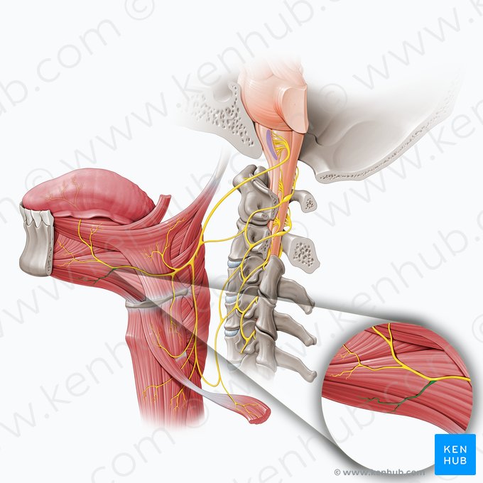 Nervo para o músculo gênio-hióideo (Ramus geniohyoideus nervi hypoglossi); Imagem: Paul Kim