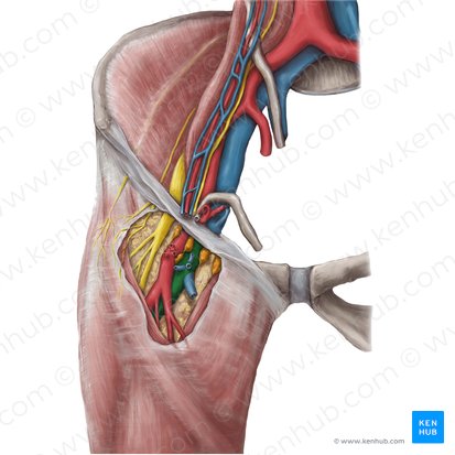 Veia femoral (Vena femoralis); Imagem: Hannah Ely