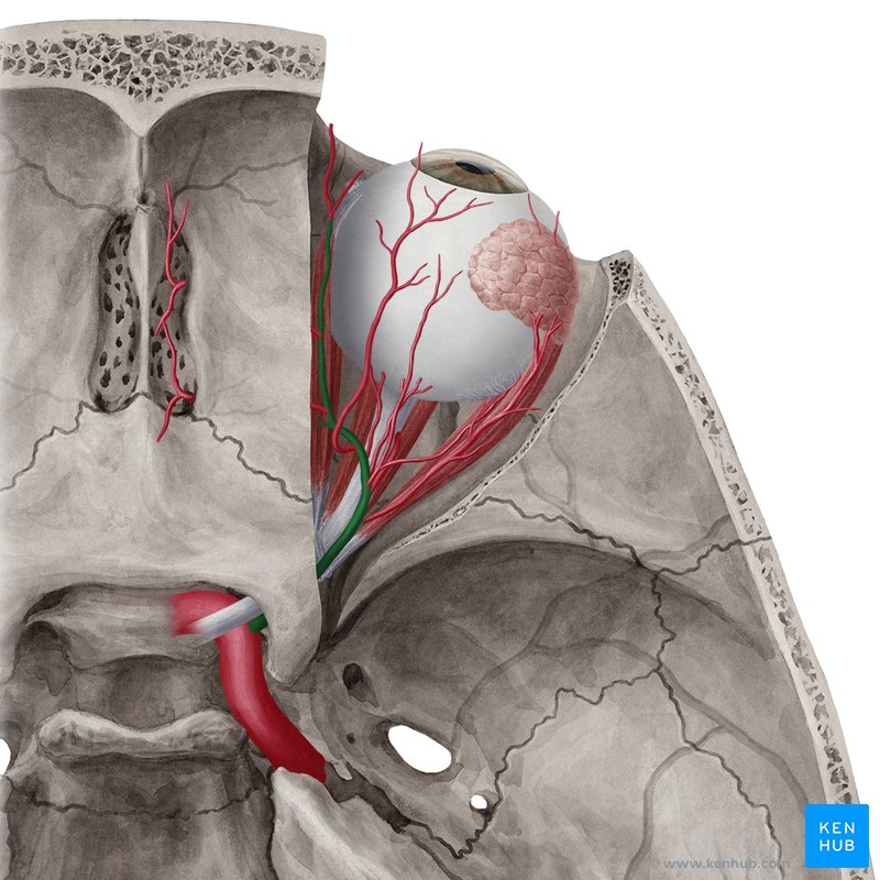 The ophthalmic artery (arteria ophthalmica)