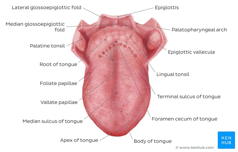 diagrama de las partes de la lengua