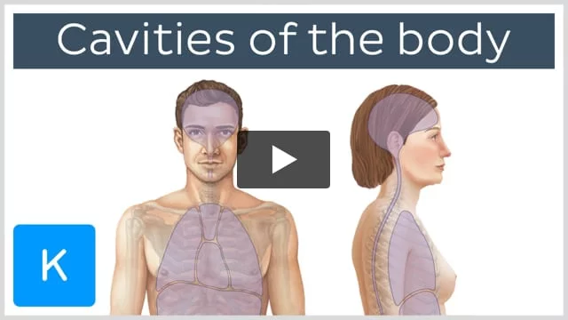 Pelvic cavity: Anatomical spaces