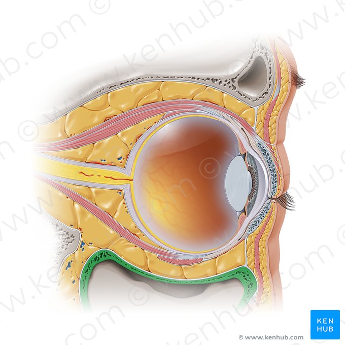 Assoalho orbitário (Paries inferior cavitatis orbitalis); Imagem: Paul Kim