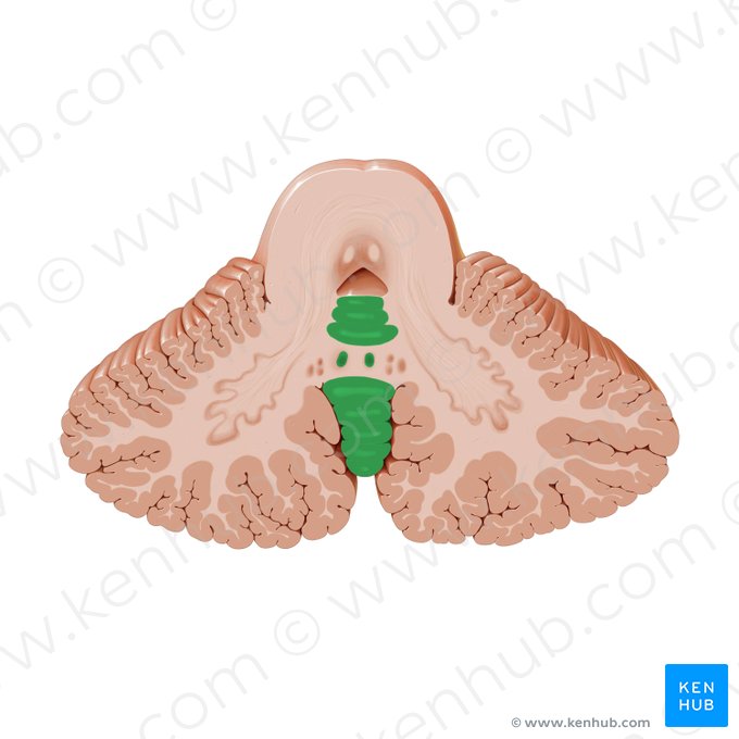 Medial zone of cerebellum (Zona medialis cerebelli); Image: Paul Kim