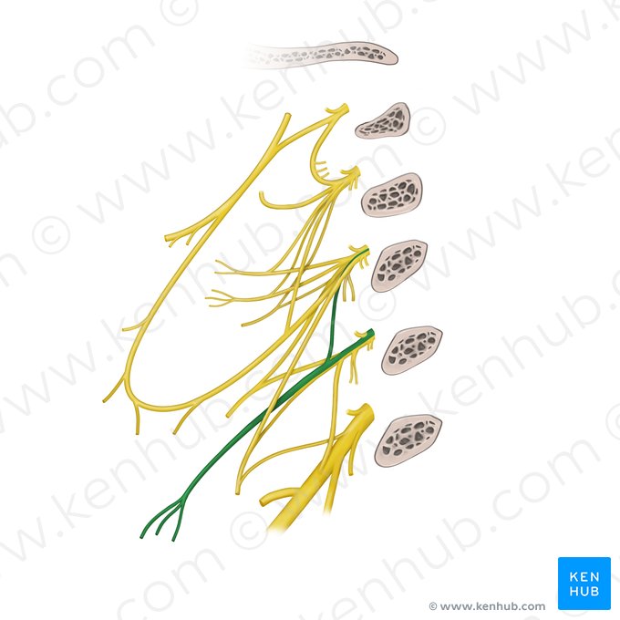 Supraclavicular nerves (Nervi supraclaviculares); Image: Begoña Rodriguez