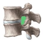 Intervertebral foramen