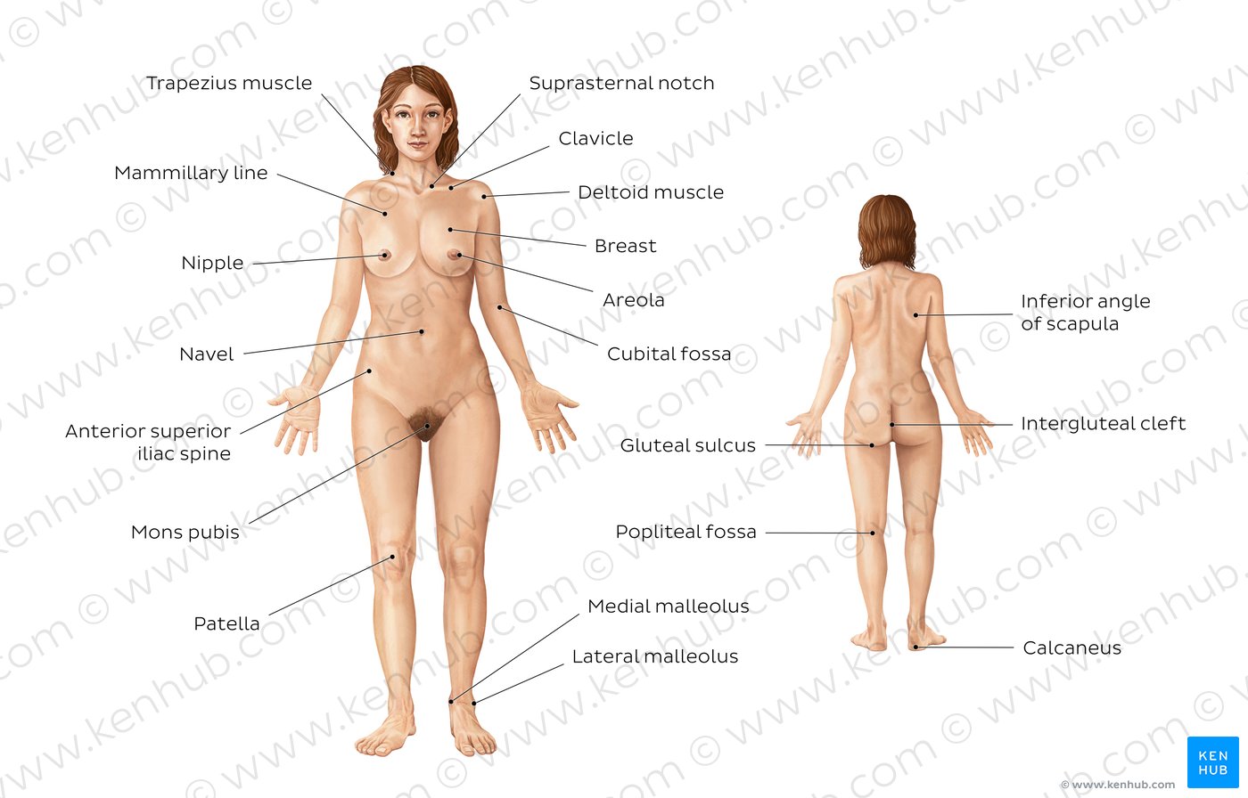 Female body surface anatomy