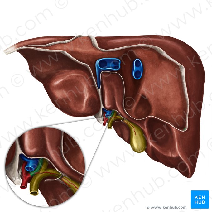 Right hepatic artery (Arteria hepatica dextra); Image: Irina Münstermann