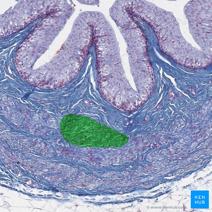 Camada longitudinal interna da camada muscular do ureter (Stratum internum longitudinale tunicae muscularis ureteris); Imagem: 