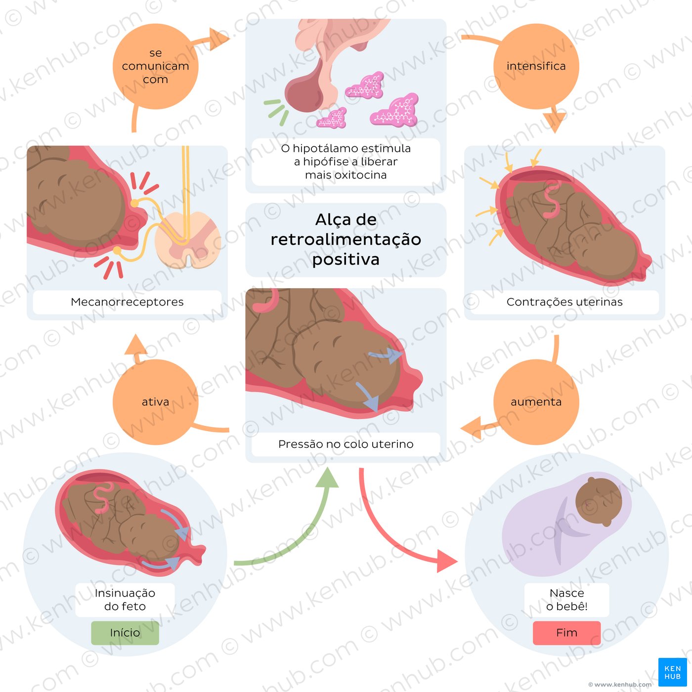 Ilustração da alça de feedback positivo durante o trabalho de parto