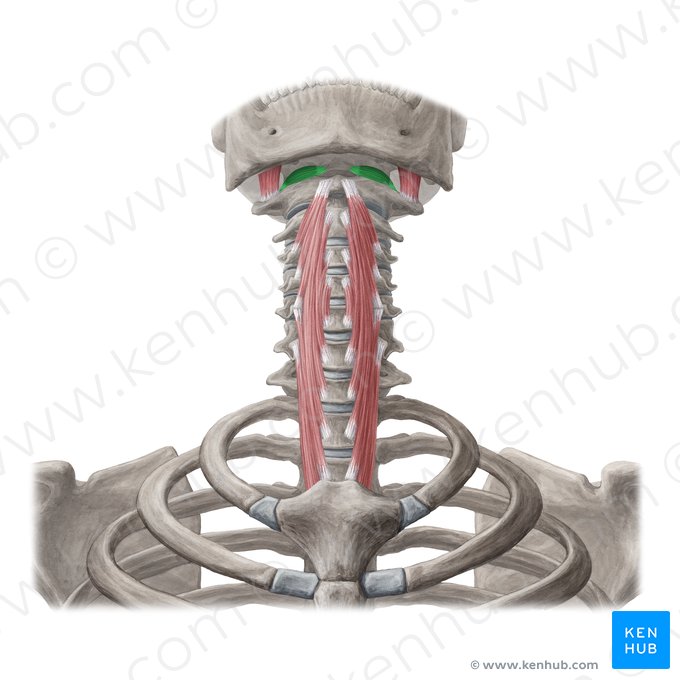Musculus rectus capitis anterior (Vorderer gerader Kopfmuskel); Bild: Yousun Koh
