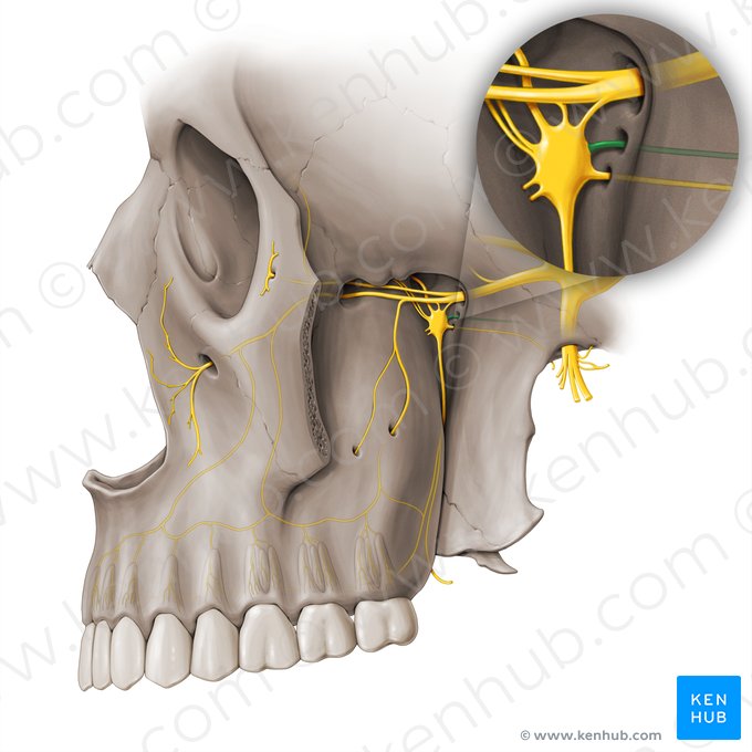 Nervus canalis pterygoidei (Nerv des Flügelkanals); Bild: Paul Kim