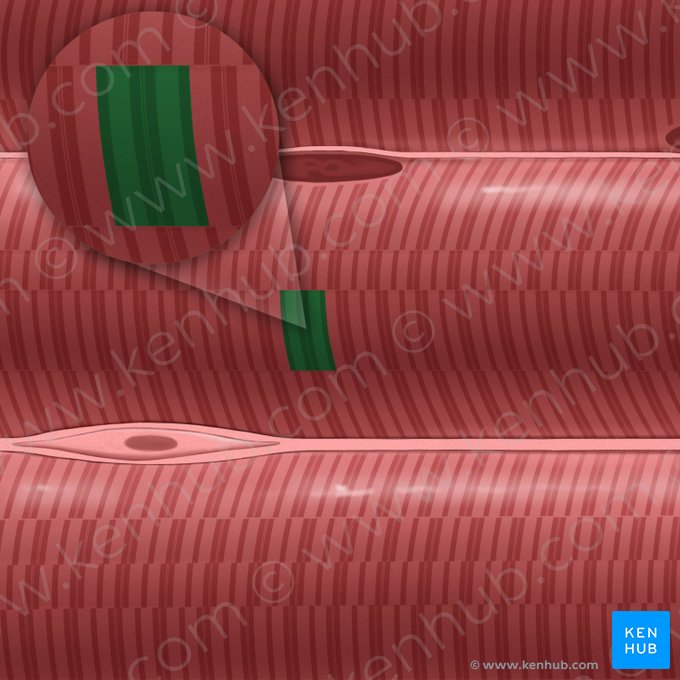 Sarcomere (Sarcomerum); Image: Tal Bavli Ziv