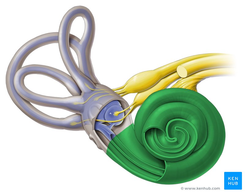 Cochlea - ventral view