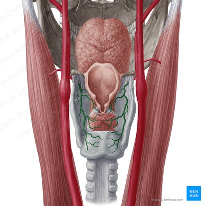 Arteria laryngea superior (Obere Kehlkopfarterie); Bild: Yousun Koh