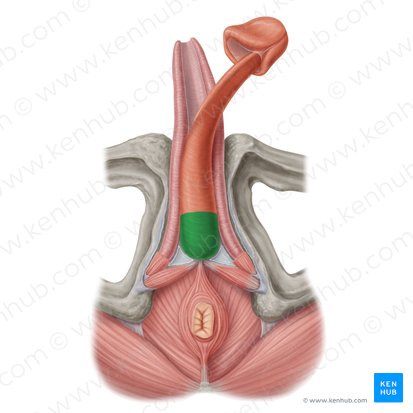 Bulb of penis (Bulbus penis); Image: Samantha Zimmerman