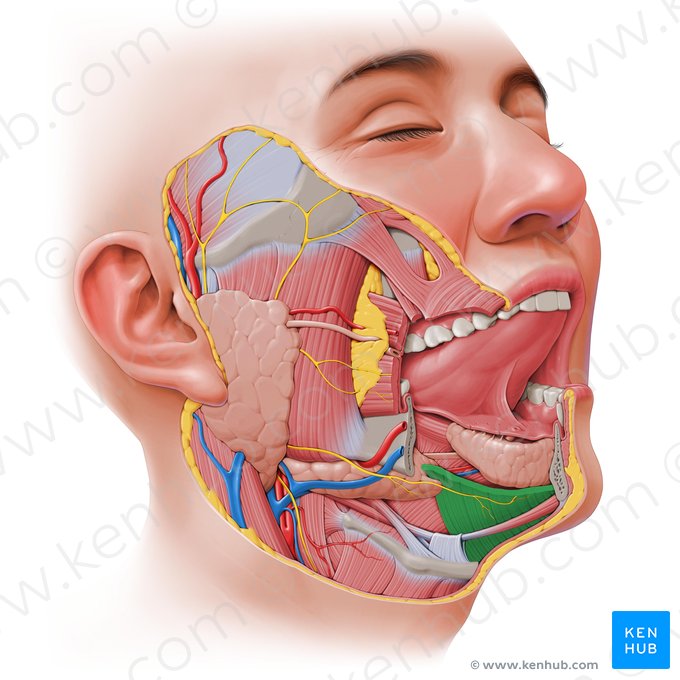 Mylohyoid muscle (Musculus mylohyoideus); Image: Paul Kim