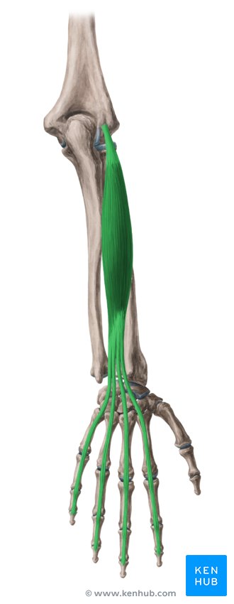 Extensor digitorum muscle - dorsal view