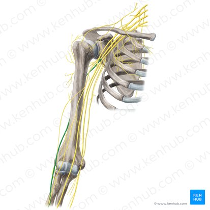 Nervo radial (Nervus radialis); Imagem: Yousun Koh