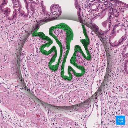 Epitelio cilíndrico simple (con borde en cepillo) (Epithelium simplex columnare microvillosum); Imagen: 