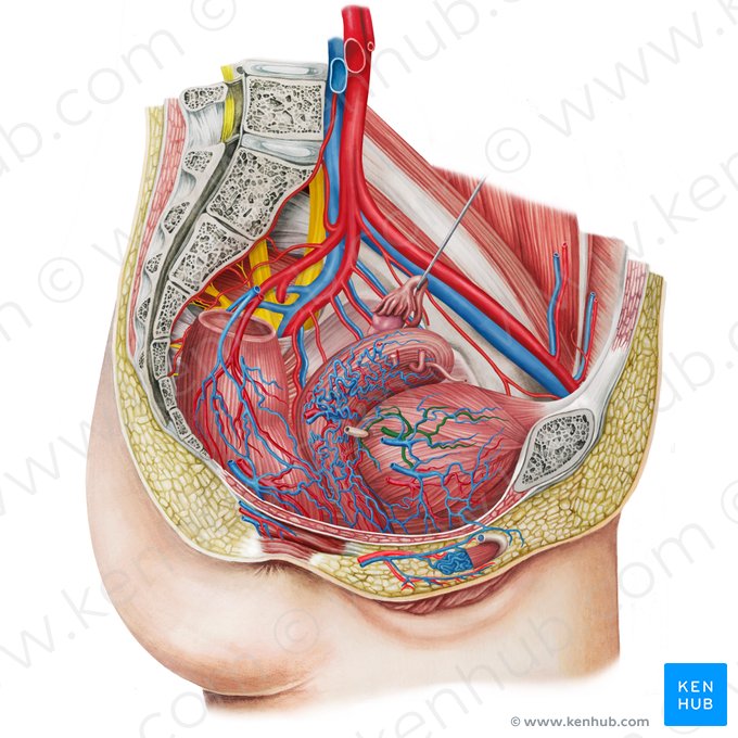 Arteria vesicalis superior dextra (Rechte obere Harnblasenarterie); Bild: Irina Münstermann