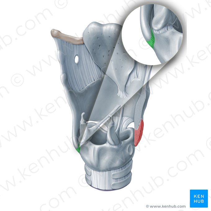 Capsule of cricothyroid joint (Capsula articularis cricothyroidea); Image: Paul Kim