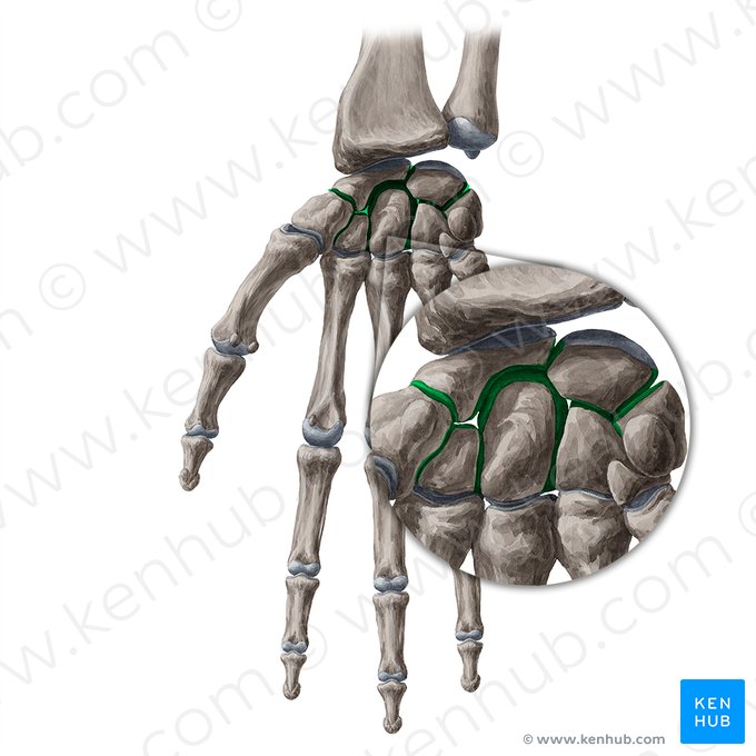 Articulationes intercarpeae (Interkarpalgelenke); Bild: Yousun Koh