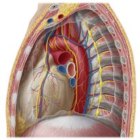 Mediastinum