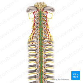 Medula espinal (Medulla spinalis); Imagem: Rebecca Betts
