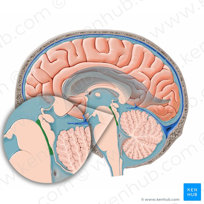 Aqueduto cerebral (Aqueductus cerebri); Imagem: Paul Kim