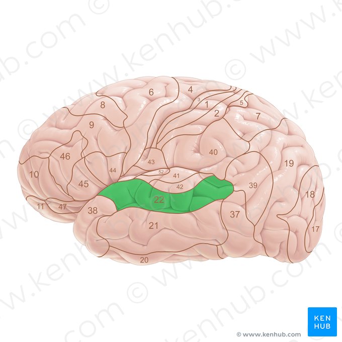 Brodmann area 22 (Area Brodmann 22); Image: Paul Kim