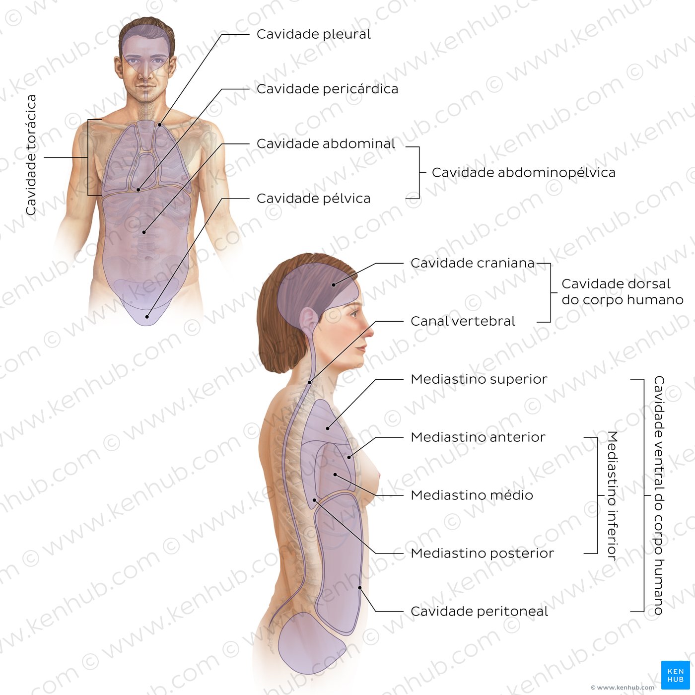 Cavidades do corpo humano