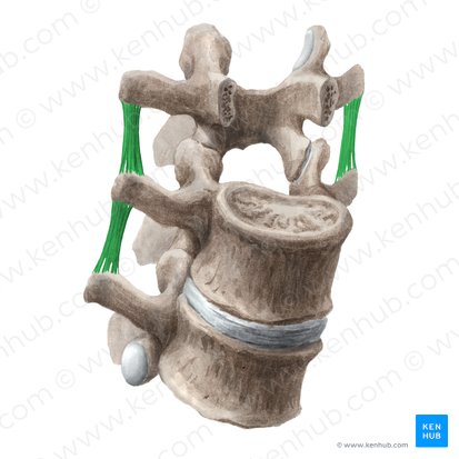 Ligamento intertransversário (Ligamenta intertransversaria); Imagem: Liene Znotina